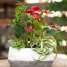 Hot Red Anthurium Are Like Lipstick Kisses In This Tropical Planter Love Romance Valentines Vale Anthurium Indoor Tropical Plants Tropical Garden