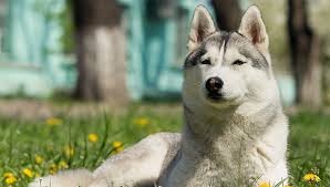 kak prohodit techka u sobak simptomy kogda nachinaetsya i zakanchivaetsya periodichnost