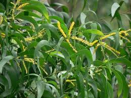 Image result for Acacia auriculiformis