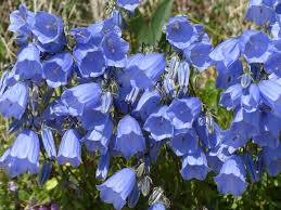 Start your review of fiori di montagna delle alpi sud occidentali. Fiori Di Montagna Le Specie Piu Facili Da Coltivare Lombarda Flor