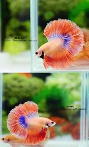 Pin By Meghan Austin Stout On Betta Fish With Images Betta Fish Tank Betta Fish Cool Fish