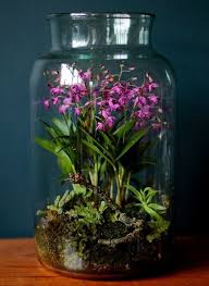 Jardins D Interieur Terrarium Orchidees Jardin Interieur Jardin Bocal