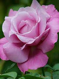 Pin By Sandy Pina On Roses Pansies Flowers Beautiful Roses Amazing Flowers