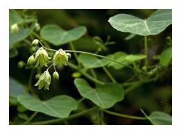 Image result for Adenia gummifera