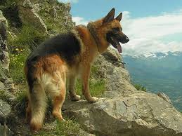 Lee eier også en annen pommerske. Schaferhund Les Mer Om Hunden Schaferhund Her Hunderase