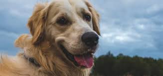 I am also a past member in good standing of pine tree golden retriever club. Golden Retriever Breeders In Maine Reviewed Breeder Review