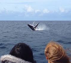 Whales are a large marine mammal species which live in the ocean. About Whales Captain Cook Cruises