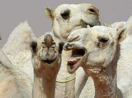 The allegations came to light after saudi media reported a vet had been caught giving camels cosmetic surgery including botox jabs and reducing ear size. Camel Beauty Pageant In Saudi Arabia Offers Millions In Prizes