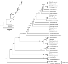 Image result for Celtis zenkeri