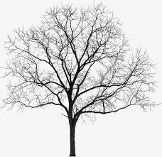 Trees Withered Winter Png Transparent Clipart Image And Psd File For Free Download Tree Photoshop Tree Textures Tree Silhouette