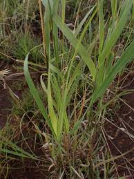 Image result for Cymbopogon caesius