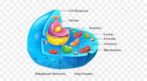 For a cell, membranes compartmentalize life. Animal Cartoon