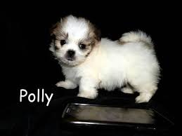 They have a fluffy coat that stands up, making them seem bigger, and it's easy to see why they are sometimes called the teddy bear dog. Teddy Bear Puppies For Sale Wisconsin