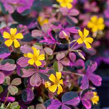 A very striking new oxalis that we love to use in the miniature garden. Wood Sorrel Plum Crazy Oxalis Plum Crazy Buy It Now