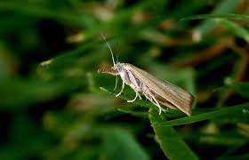 Ich Hab S Nicht Leicht Sagte Zwerg Nase In Meinem Garten Wir Zunsler Sind Ja Nicht So Sehr Angesehen Ja Vor Allem In 2020 Buchsbaumzunsler Falter Schmetterling