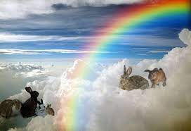 Rainbow Bridge Bunnies Rainbow Bridge Bunny Memorial Animal Line Drawings