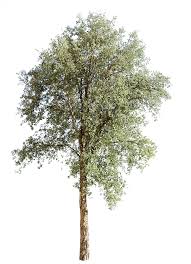 Image result for Quercus suber