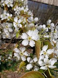 Image result for Pyrus pyrifolia