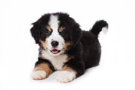 Wil je meer weten over het karakter en geschiedenis van de berner sennen hond? Berner Sennen Hondenfokker Houssin Kuurne Puppy S Te Koop Pup Te Koop Hondenkweker Hondenkwekerij Rashonden