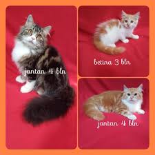 1 day ago · ciri kucing betina saat masih kecil. Kucing Persia Harga Terbaik Agustus 2021 Shopee Indonesia