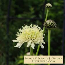 Image result for Cephalaria