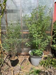 Image result for Indigofera subulata