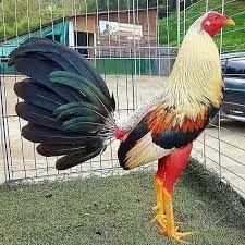 93 Me Gusta 1 Comentarios Gallos Hermosos Hermososgallos En Instagram Fighting Rooster Rooster Instagram