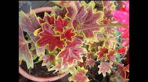 Vancouver Centennial Malvon Geranio Pelargonium Geraniums Exotico Youtube