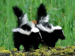 Image information image title : Skunk Facts Animal Facts Encyclopedia