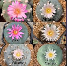 Image result for Lophiocarpus