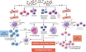 Myocarditis is an inflammatory disease of the myocardium that may present with sudden cardiac death, symptoms mimicking myocardial infarction, heart rhythm and conduction disorders, and heart failure. Autoimmunity In Acute Myocarditis How Immunopathogenesis Steers New Directions For Diagnosis And Treatment Springerlink