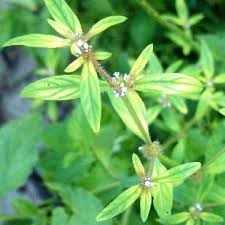 Image result for Spermacoce ruelliae