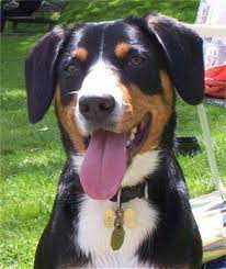 Maybe you would like to learn more about one of these? Entlebucher Mountain Dog Entlebucher Mountain Dog Mountain Dog Breeds Mountain Dogs