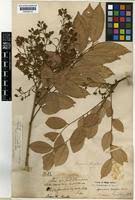 Image result for Pericopsis