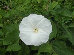 Image result for Operculina