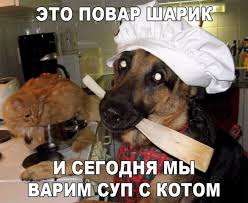 Юмор каждый день -&amp;amp;gt; Это повар Шарик и сегодня мы варим суп с котом