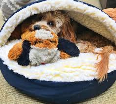 Check spelling or type a new query. Smartpetlove S Snuggle Puppy Might Be The Solution To Your Dog S Separation Anxiety