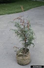 See full list on thespruce.com Diseases Of Leyland Cypress Trees Tips On Leyland Cypress Disease Treatment