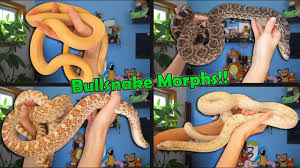 Corn snake morph photo listing. Bullsnake Morphs Explained Youtube