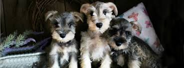 I have one beautiful akc miniature schnauzer male puppy still available. Akc Miniature Schnauzer Puppies For Sale Fernweh Schnauzers
