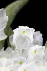 Image result for Podangis dactyloceras