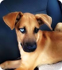 Hi we are thinking of vacationing in virginia beach this summer. Virginia Beach Va Rhodesian Ridgeback Meet Brewster A Pet For Adoption