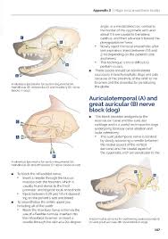 Image result for Ear Nerve Block
