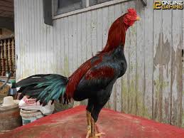 Ciri Dan Teknik Bertarung Ayam Mathai Ayam Jantan Ayam Jenis