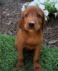 Pin By Nancy Dowd On My Puppies Irish Setter Puppy Irish Setter Dogs Setter Puppies