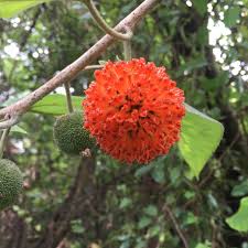 Image result for Broussonetia