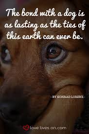 50 Beautiful Loss Of Pet Quotes Pet Quotes Dog Dog Loss Quotes Dog Quotes