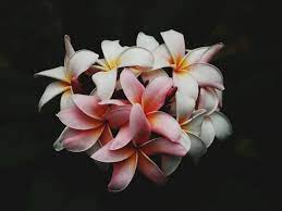 Maybe you would like to learn more about one of these? Hawaiian Flower Identification For Beginners Plantsnap