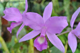 Leal, vive en costa rica y es conocido por sus ilustraciones científicas. The Purple Country Girl History Of Costa Rica S National Flower Javi S Travel Blog Go Visit Costa Rica