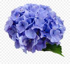 Hydrangea Background Transparent Png Hydrangea Transparent Background Emoji Flower Emoji Background Free Transparent Emoji Emojipng Com